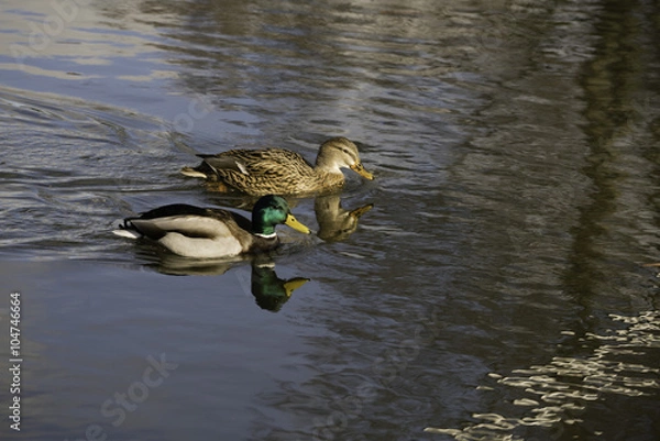 Fototapeta Two ducks swimming in a pond