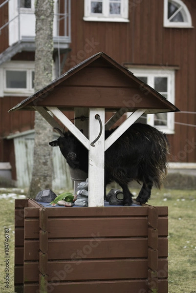 Fototapeta A small goat playing on a well