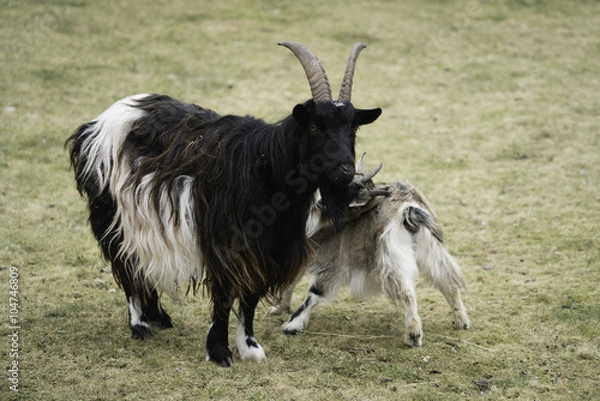 Fototapeta Two goats playing
