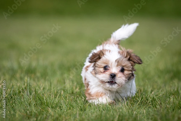 Obraz Shih Tzu Puppy