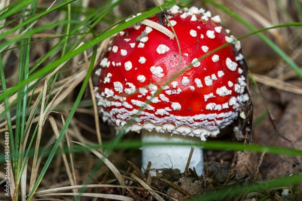 Obraz red mushroom - fly agaric 