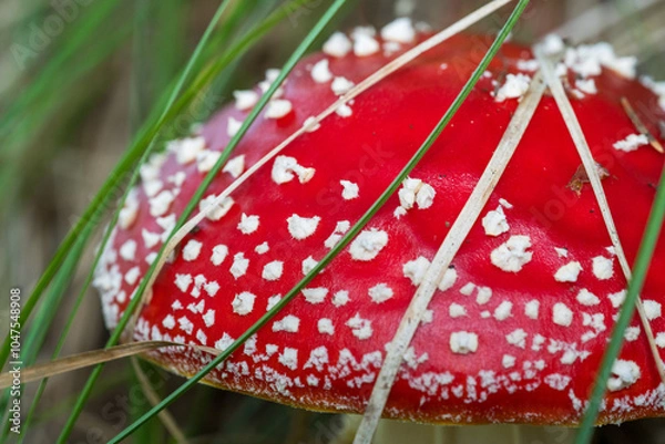 Obraz red mushroom - fly agaric 