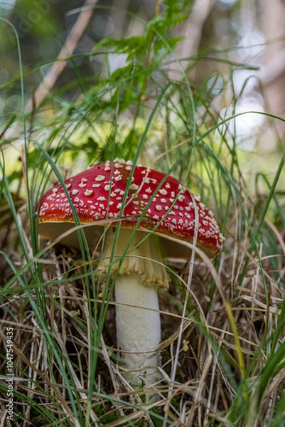 Obraz red mushroom - fly agaric 
