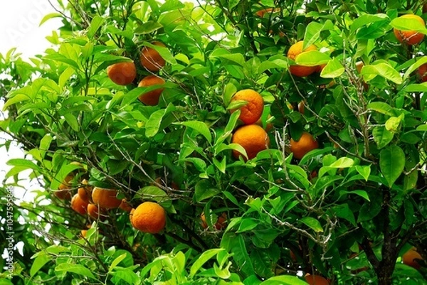 Obraz A vibrant close-up of a lush green orange tree, featuring ripe, juicy oranges nestled among the rich foliage. The healthy leaves create a picturesque scene of natures abundant bounty.