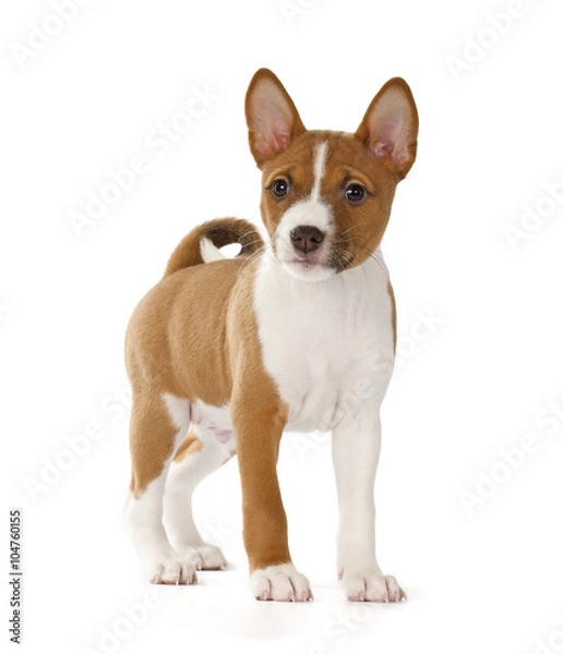 Obraz Basenji puppy