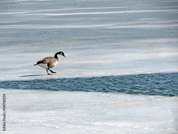 Fototapeta Geese are too early; the ice is still on the lake.