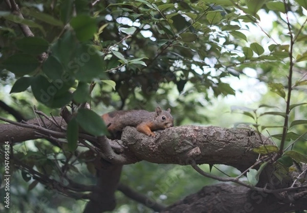 Obraz 井の頭自然動物園のリス