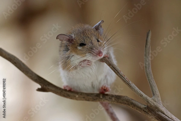 Fototapeta Acomys minous close up sitting on branch
