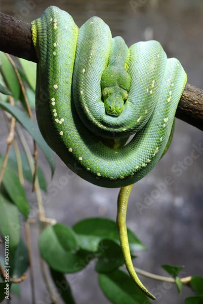 Fototapeta The green tree python (Morelia viridis)