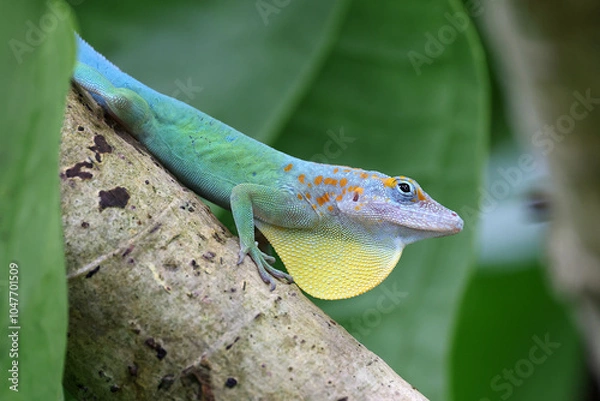 Fototapeta Anolis marmoratus close up on branch