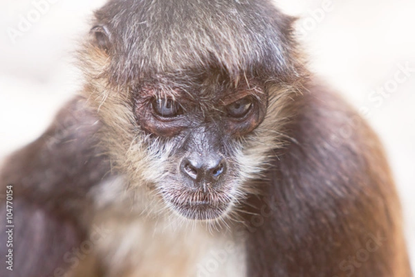 Fototapeta Yucatan Spider Monkey Looking Serious