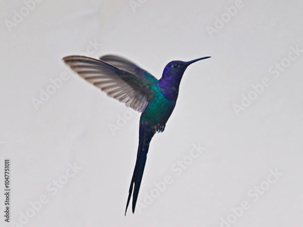 Obraz snapshot of Swallow-tailed Hummingbird (Eupetomena macroura), hovering in the air against a light background.