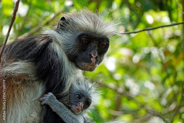 Fototapeta zanzibar colobus monkey (Piliocolobus kirkii)