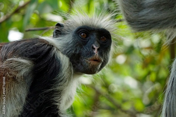 Fototapeta zanzibar colobus monkey (Piliocolobus kirkii)