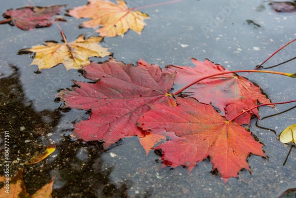 Obraz Herbstlaub in einer Wasserpfütze