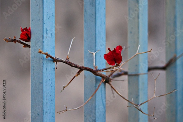 Obraz branch of climbing plant with two red flowers intertwining between metal bars.