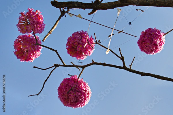 Obraz branch of purple ipe, with five bunches of flowers, under a blue sky.