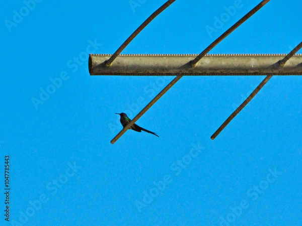 Obraz semi-silhouette of a Swallow-tailed Hummingbird (Eupetomena macroura), perched on the rods of a TV antenna, under a cloudless blue sky.