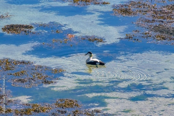 Fototapeta Eider-comum (Somateria mollissima) | Common eider