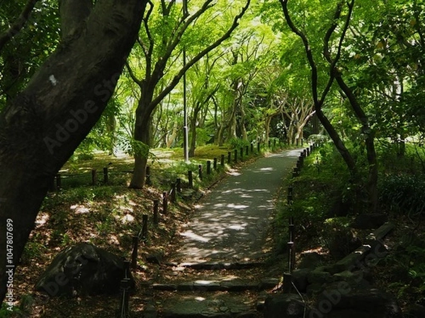 Fototapeta 北の丸公園の散歩道