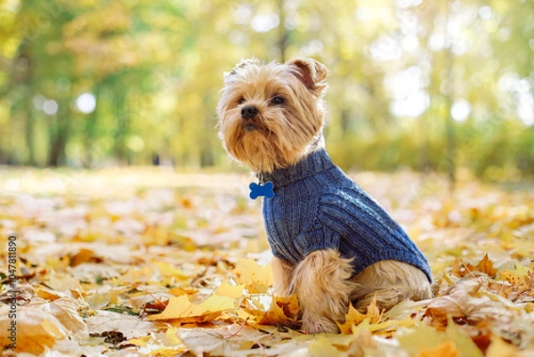 Fototapeta cute beautiful dog Small Yorkshire terrier walking in autumn park with flowers on yellow nature background with sunlight flare Bokeh Background