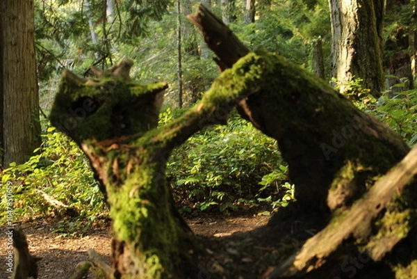 Fototapeta tree roots and trunk