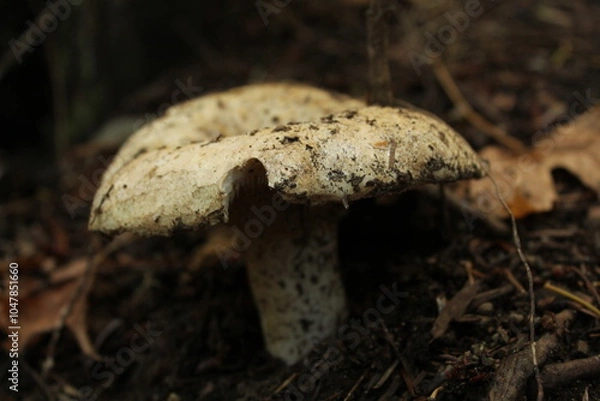 Obraz mushrooms in the forest