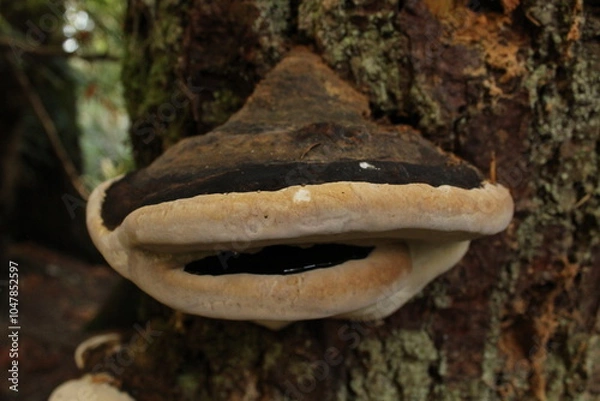 Obraz mushrooms in the forest