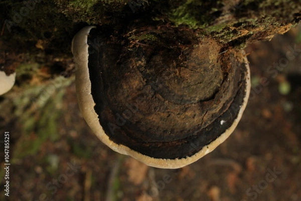Obraz mushroom on a tree