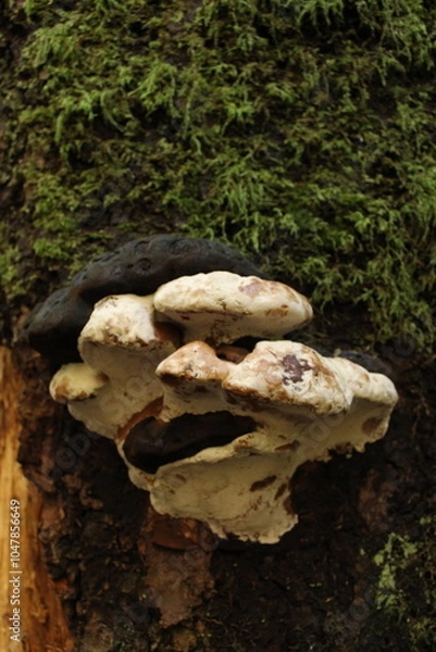 Obraz mushroom on the tree