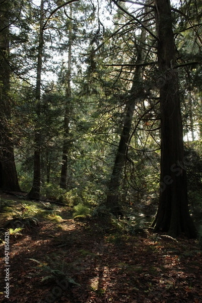 Obraz forest in autumn