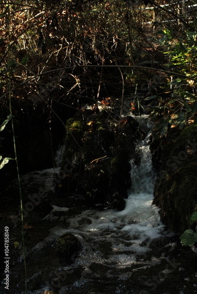 Obraz water flowing in the forest