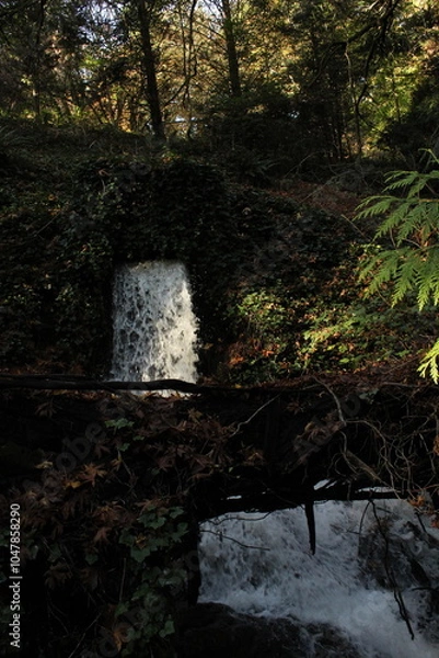 Obraz stream in the woods