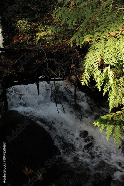 Obraz stream in the woods