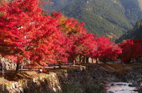 Fototapeta 兵庫県宍粟市の紅葉