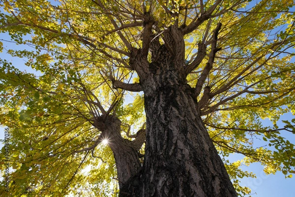 Fototapeta 銀杏から射し込む太陽の光
