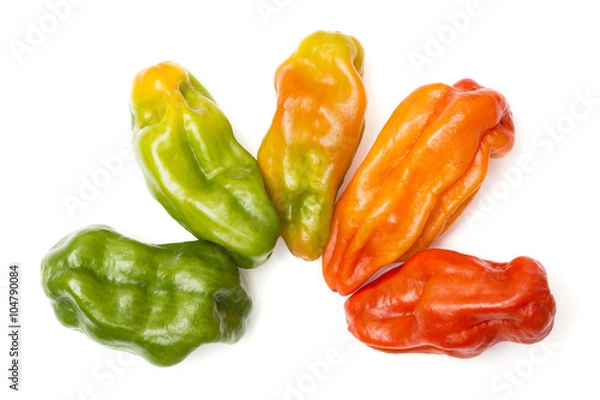 Obraz Aji dulce is a variety of sweet perennial peppers