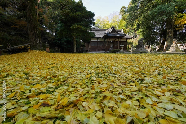 Fototapeta 諸杉神社の銀杏の落葉