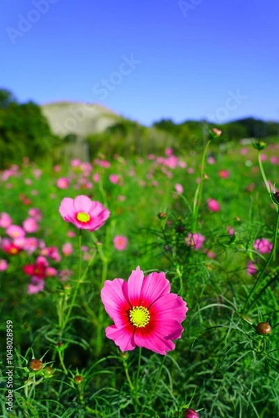 Fototapeta 穂谷のコスモス