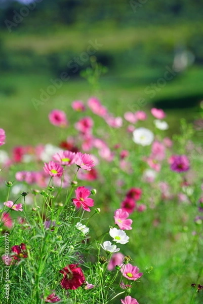 Fototapeta 穂谷のコスモス