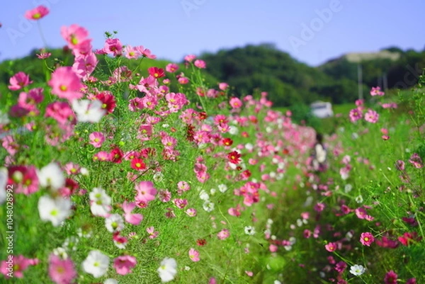 Fototapeta 穂谷のコスモス