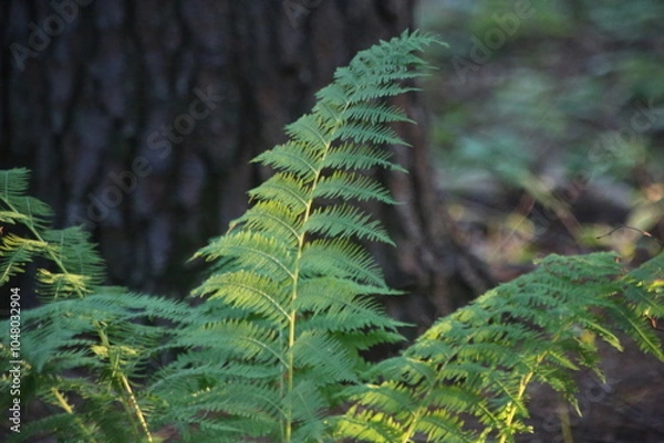 Obraz green fern in the forest