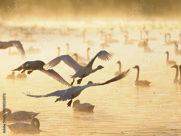 Obraz 暁に羽ばたく白鳥達