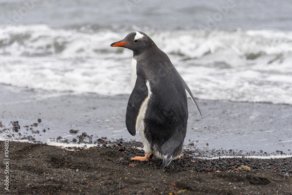 Fototapeta Gentoo penguin