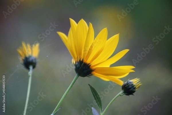 Obraz yellow flower on a green background