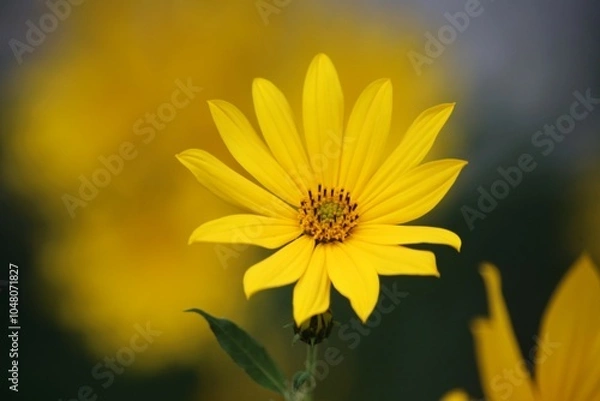 Obraz yellow flower in the garden