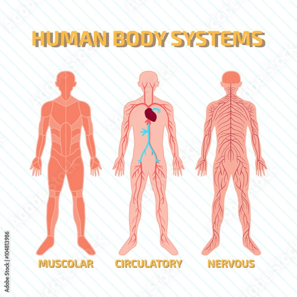 Obraz Human Body Systems