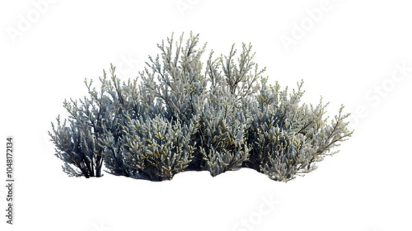 Obraz desert shrub png transparent background