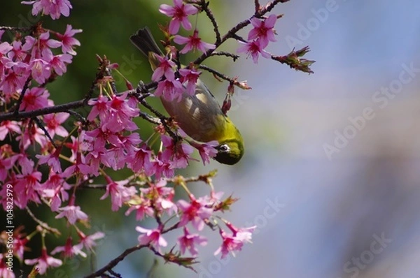 Fototapeta Białe oko