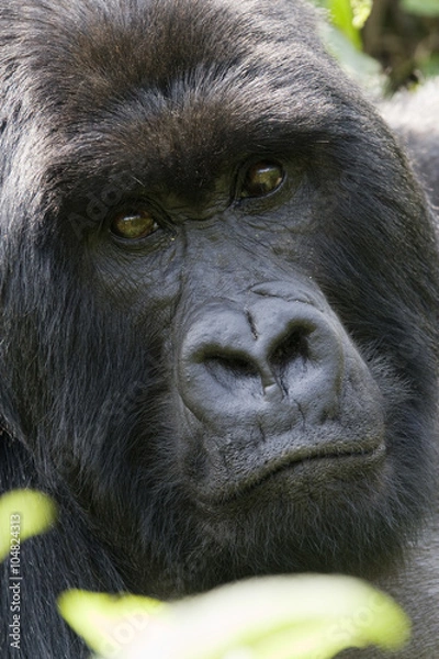 Fototapeta Gorilla in Rwanda.